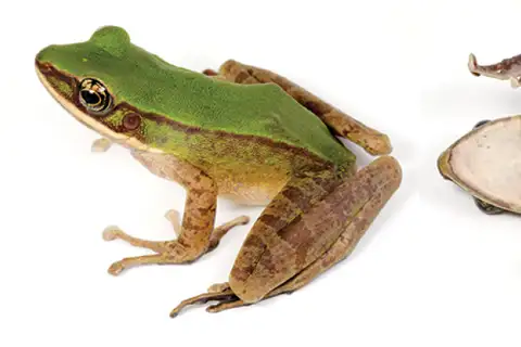 Poisonous Rock Frog