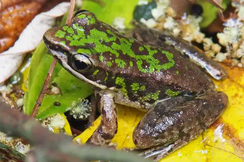 Swinhoe's frog