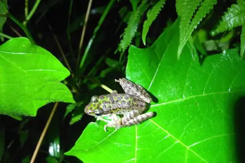 Tianmu Sharp-nosed Frog