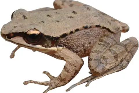 Concave-eared Torrent Frog