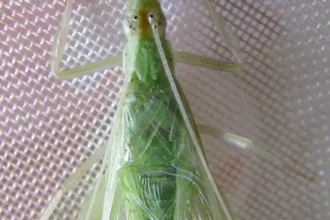 Alexander's Tree Cricket