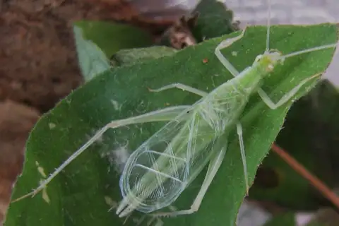 Allard's tree cricket
