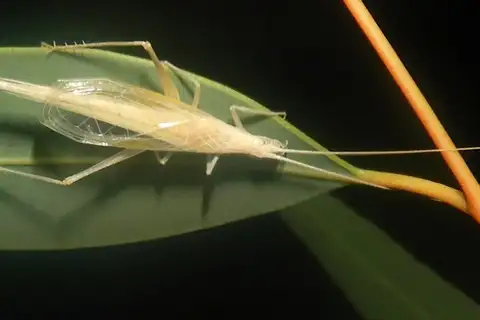Common Tree Cricket