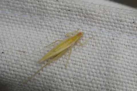 Oecanthus antennalis