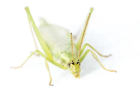 Prairie Tree Cricket