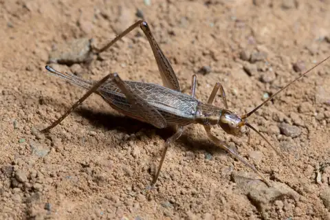 Western Tree Cricket