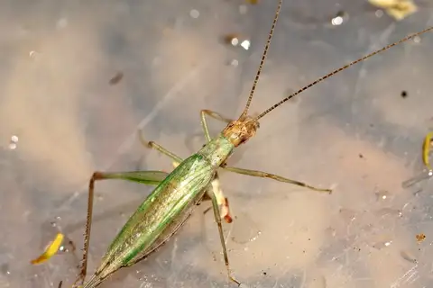 Cape Thermometer Cricket