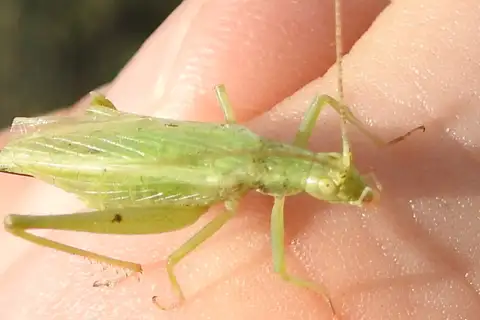 Fast-calling tree cricket