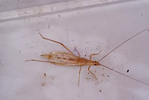 Large Tree-cricket