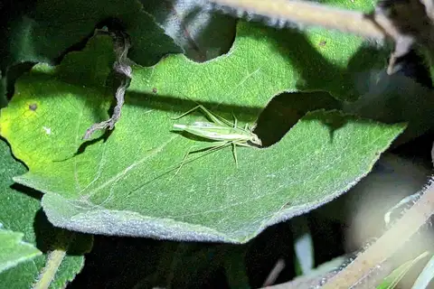 Oecanthus euryelytra