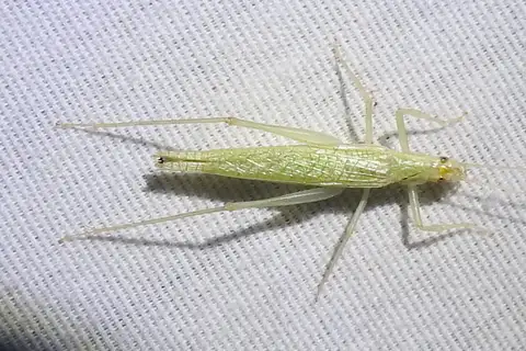 Davis' Tree Cricket