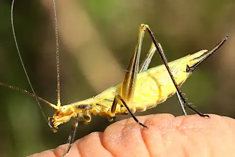 Forbes' Tree Cricket
