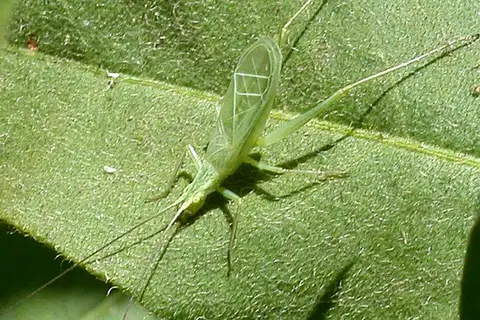 Snowy Tree Cricket