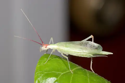 Broad-winged tree cricket