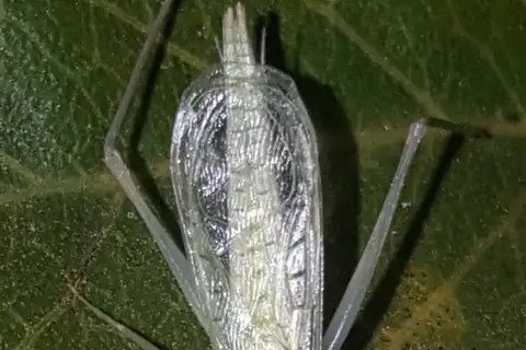Thin-lined Tree Cricket