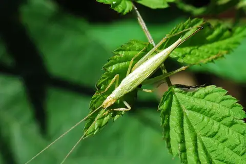 Oecanthus longicauda
