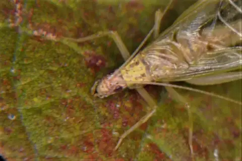 Otomi tree cricket