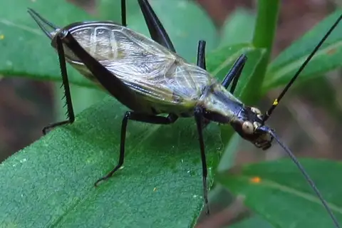 Black-horned Tree Cricket
