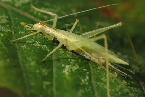 Narrow-winged Tree Cricket