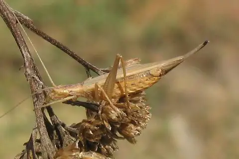 Italian Tree Cricket