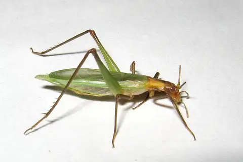 Pine Tree Cricket