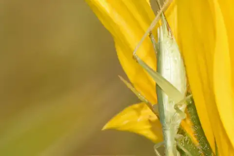Four-spotted Tree Cricket