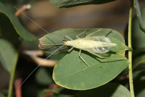 Riley's Tree Cricket