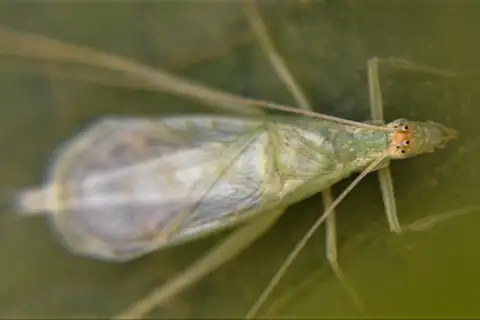 Cri-cri tree cricket