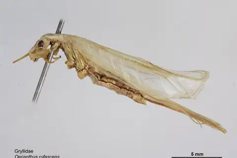 Striped Tree Cricket