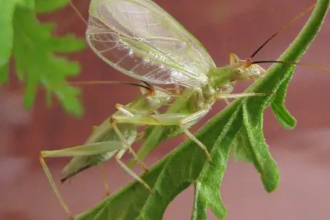Texas Tree Cricket
