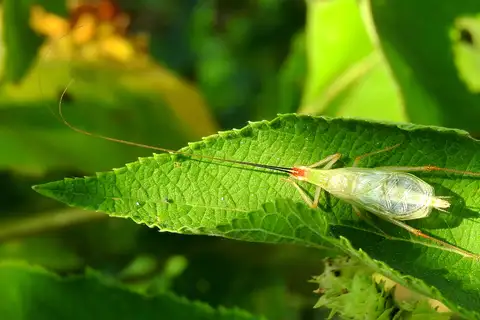 Different-horned tree cricket