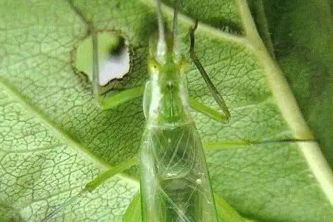 Walker's Tree Cricket