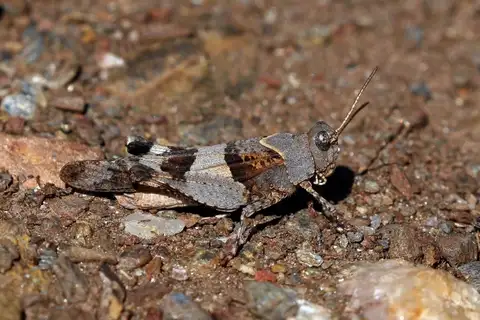 Blue-winged Grasshopper
