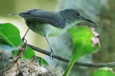 Spectacled Longbill