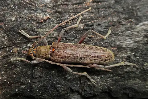 Lemon tree borer