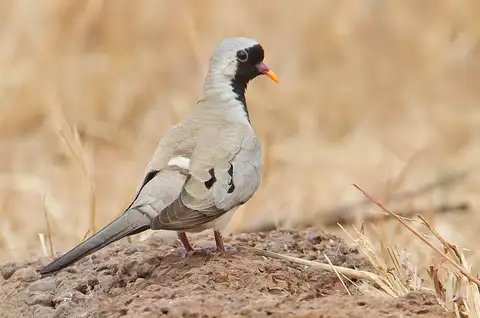 Namaqua Dove