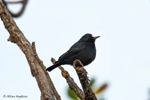 White-fronted Black Chat