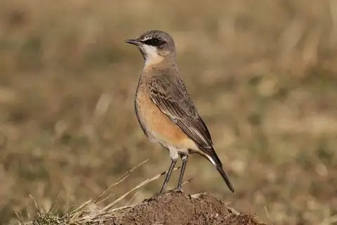 Buff-breasted Wheatear