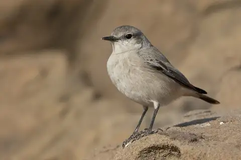 Red-tailed Wheatear