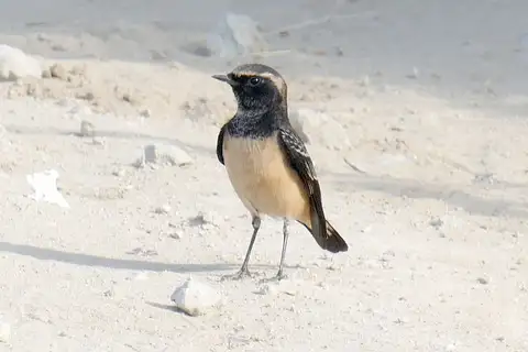 Cyprus Wheatear
