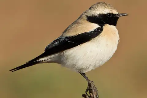 Desert Wheatear