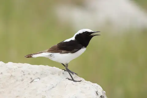 Finsch's Wheatear