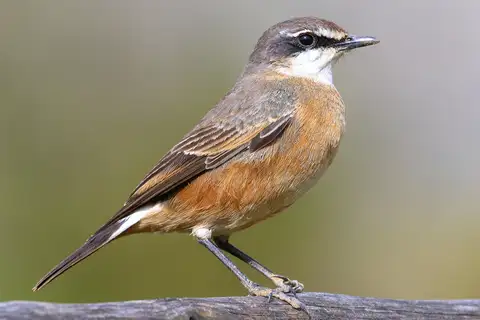 Rusty-breasted Wheatear