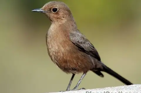 Brown Rock Chat