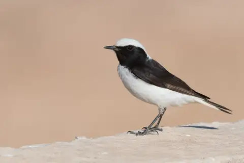 Maghreb Wheatear