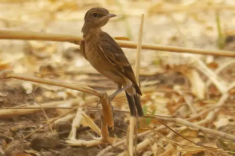 Heuglin's Wheatear