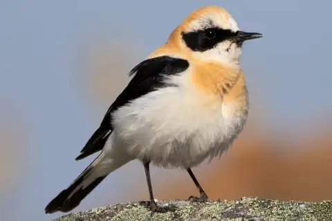 Western Black-eared Wheatear