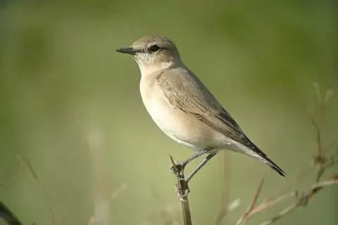 Isabelline Wheatear