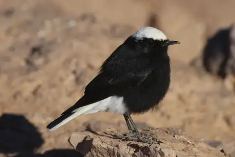 White-crowned Wheatear