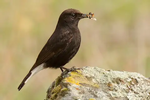 Black Wheatear